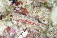 Synchiropus morrisoni