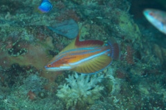 Paracheilinus rubricaudalis