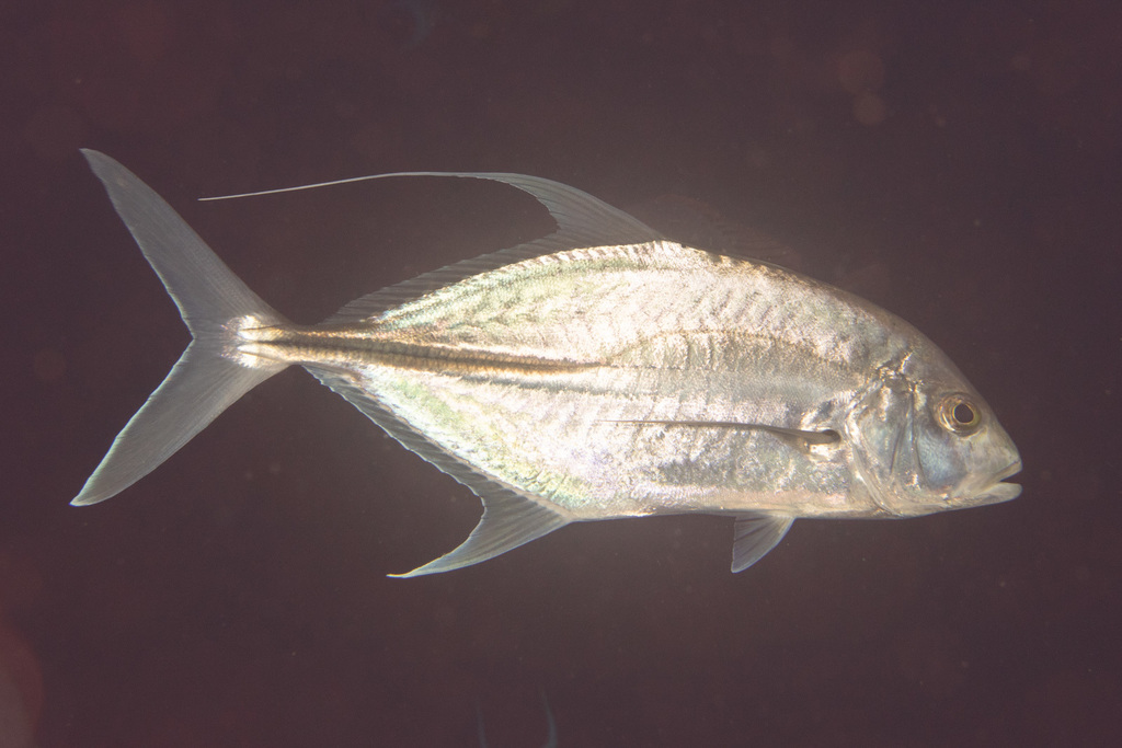 Coastal trevally (Carangoides oblongus) — Carangidae