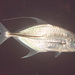 Coach-whip Trevally - Photo (c) Mark Rosenstein, some rights reserved (CC BY-NC), uploaded by Mark Rosenstein