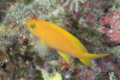 Pseudanthias pleurotaenia