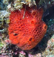 Phorbas fictitius