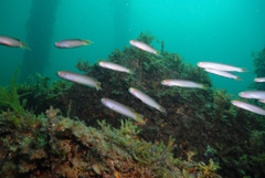 Trachinops noarlungae