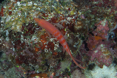 Pyronotanthias lori