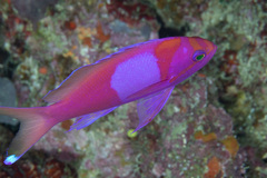 Pseudanthias pleurotaenia
