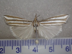 Hednota bivittella