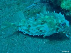 Cyclichthys orbicularis