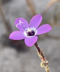 Gilia tenuiflora tenuiflora