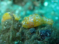 Lamprohaminoea evelinae