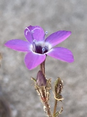 Gilia tenuiflora tenuiflora