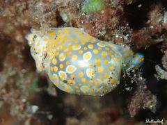 Lamprohaminoea ovalis