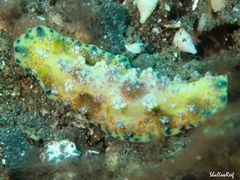 Phyllidiopsis cardinalis