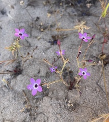 Gilia tenuiflora tenuiflora