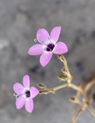 Gilia tenuiflora tenuiflora