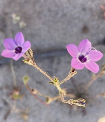 Gilia tenuiflora tenuiflora