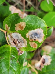 Cameraria gaultheriella