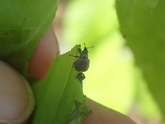 Synolabus