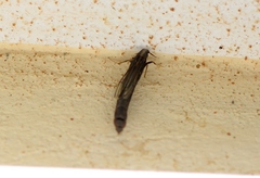 Lymexylidae