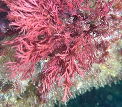 Sphaerococcus coronopifolius