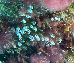 Pycnoclavella