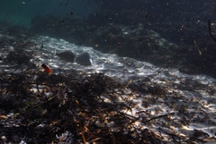 Acanthopagrus butcheri