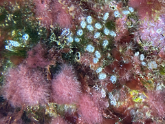 Pycnoclavella