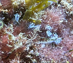 Pycnoclavella