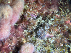 Thysanozoon brocchii