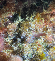 Thysanozoon brocchii