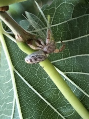 Metaphidippus siticulosus
