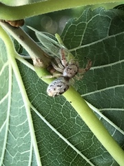 Metaphidippus siticulosus