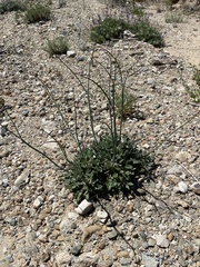 Eriogonum grande rubescens