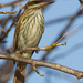 Streaked Flycatcher - Photo (c) Paul Cools, some rights reserved (CC BY-NC), uploaded by Paul Cools