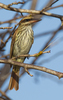 Streaked Flycatcher - Photo (c) Paul Cools, some rights reserved (CC BY-NC), uploaded by Paul Cools