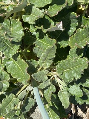Eriogonum grande rubescens