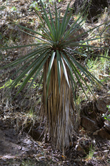 Yucca madrensis