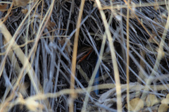 Plestiodon callicephalus