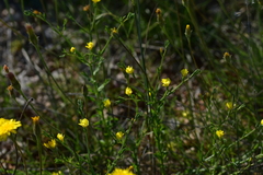 Linum nodiflorum