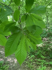 Asimina triloba