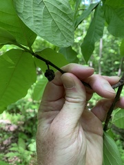 Asimina triloba