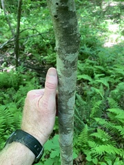 Asimina triloba