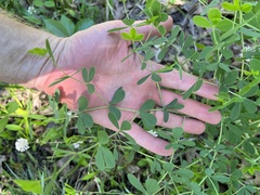 Baptisia australis aberrans
