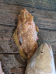 Epinephelus guttatus