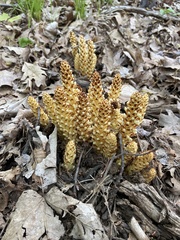 Conopholis americana