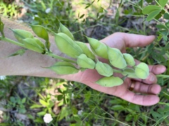 Baptisia australis aberrans