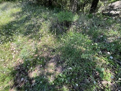 Baptisia australis aberrans