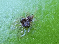 Leptobyrsa