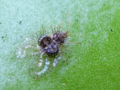 Leptobyrsa