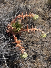 Dudleya greenei
