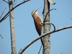 Lepidocolaptes angustirostris